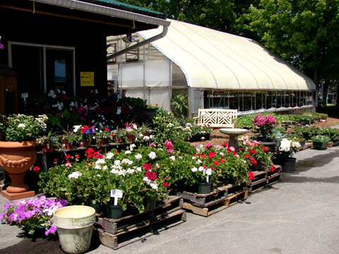 Annuals